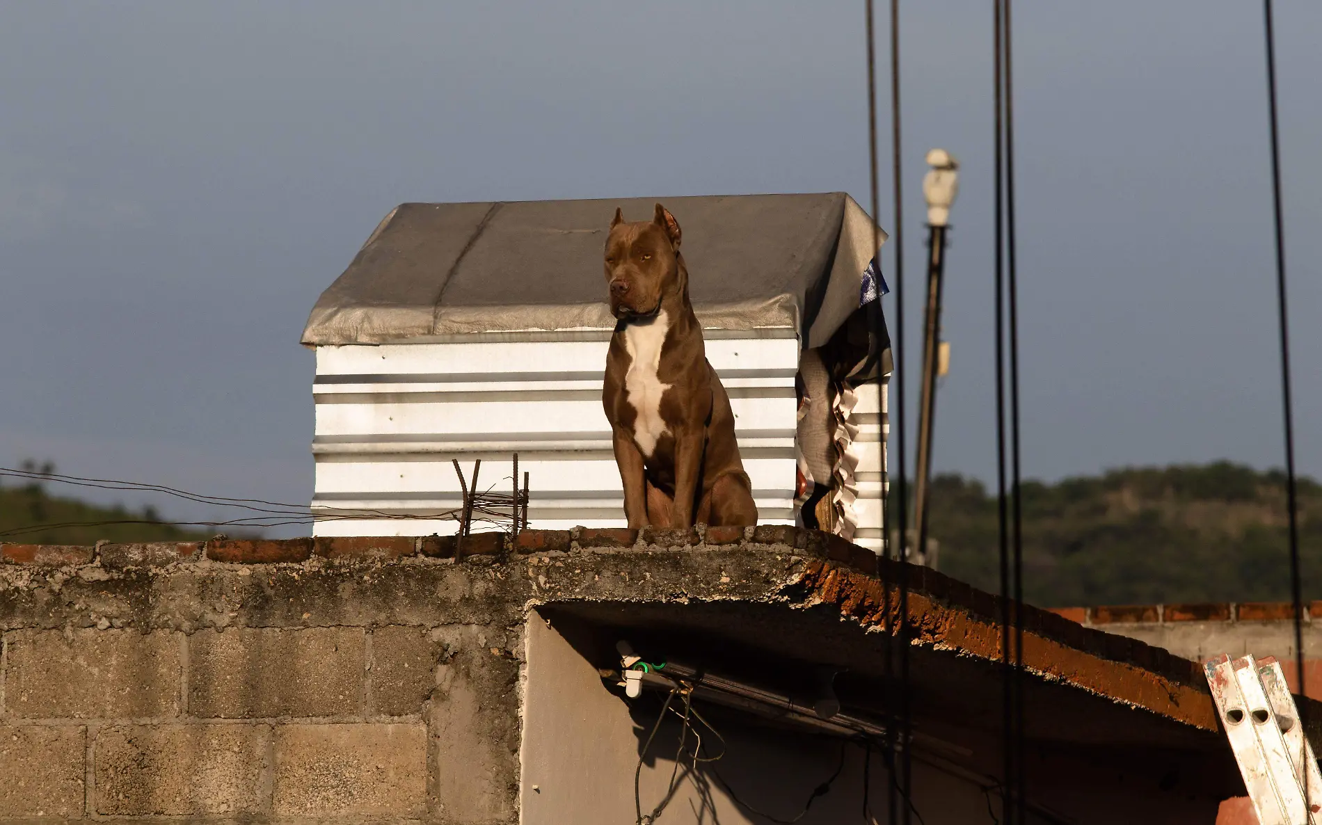 943211_Perro Confinado en Azotea-1_impreso